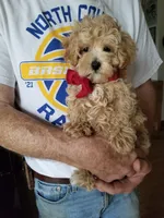 Rubble , a male Maltipoo for sale in Bolivar, MO – Photo 2 of 10