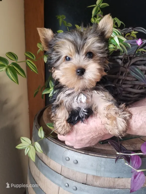 Charlie  – Yorkshire Terrier puppy for sale in Bolivar, MO