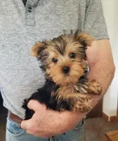 Charlie , a female Yorkshire Terrier for sale in Bolivar, MO – Photo 4 of 4