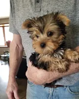 Charlie , a female Yorkshire Terrier for sale in Bolivar, MO – Photo 3 of 4