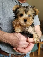 Charlie , a female Yorkshire Terrier for sale in Bolivar, MO – Photo 1 of 4