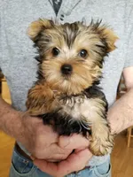 Charlie , a female Yorkshire Terrier for sale in Bolivar, MO – Photo 2 of 4