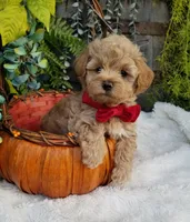 Nash, a male Maltipoo for sale in Bolivar, MO – 4 of 10