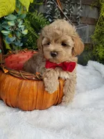 Nash, a male Maltipoo for sale in Bolivar, MO – 5 of 10