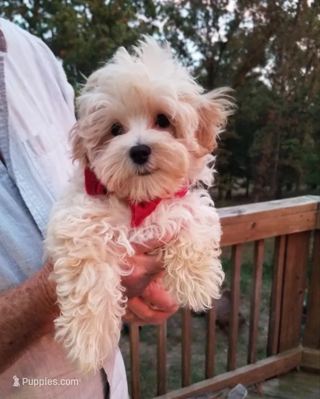 Hunter  – Maltipoo puppy for sale in Bolivar, MO