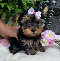 Cricket , a female Yorkshire Terrier for sale in Bolivar, MO – 8 of 10
