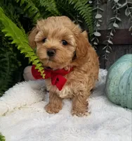Rubble , a male Maltipoo for sale in Bolivar, MO – 2 of 6