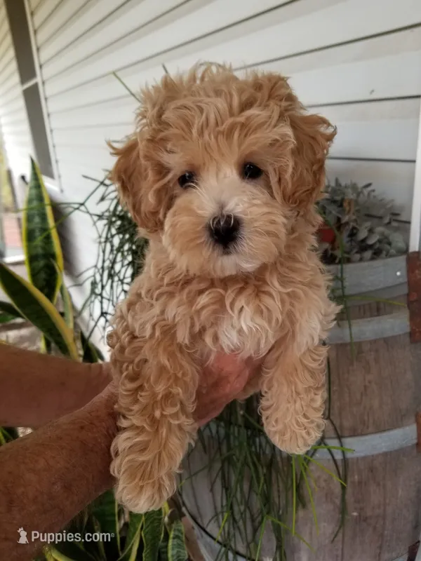 Rubble  – Maltipoo puppy for sale in Bolivar, MO