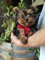 Charlie , a male Yorkshire Terrier for sale in Bolivar, MO – 3 of 6