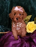 Scarlett , a female Poodle - Toy  for sale in Bolivar, MO – 2 of 10