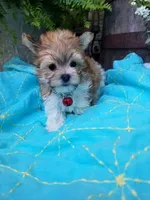 Happy , a male Morkie for sale in Bolivar, MO – 4 of 10