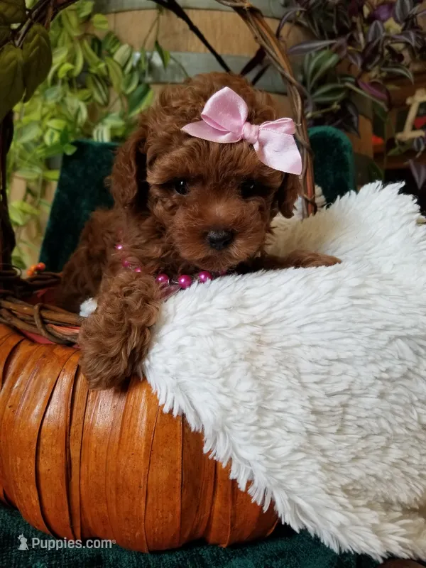 Ruby – Poodle - Toy  puppy for sale in Bolivar, MO