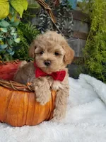 Nash, a male Maltipoo for sale in Bolivar, MO – 2 of 10