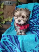 Rubble , a male Morkie for sale in Bolivar, MO – 7 of 10