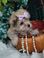 Catalina , a female Morkie for sale in Bolivar, MO – 6 of 10