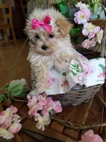 Izzy, a female Maltipoo for sale in Bolivar, MO – 10 of 10