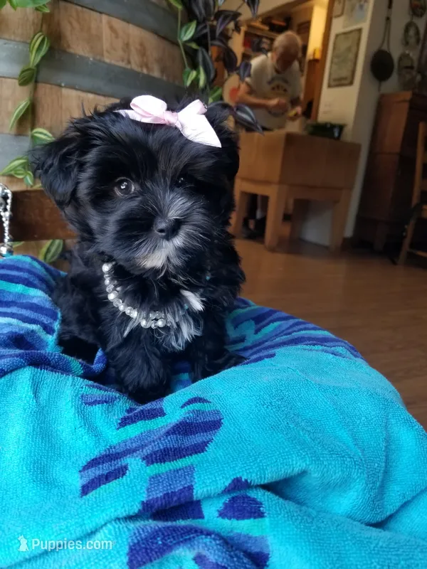Snow Paws – Morkie puppy for sale in Bolivar, MO