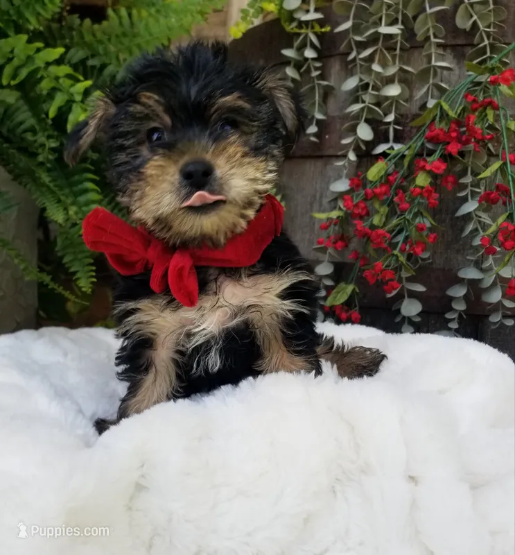 Lucas  – Yorkshire Terrier puppy for sale in Bolivar, MO
