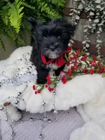 Whiskers , a male Morkie for sale in Bolivar, MO – 6 of 10