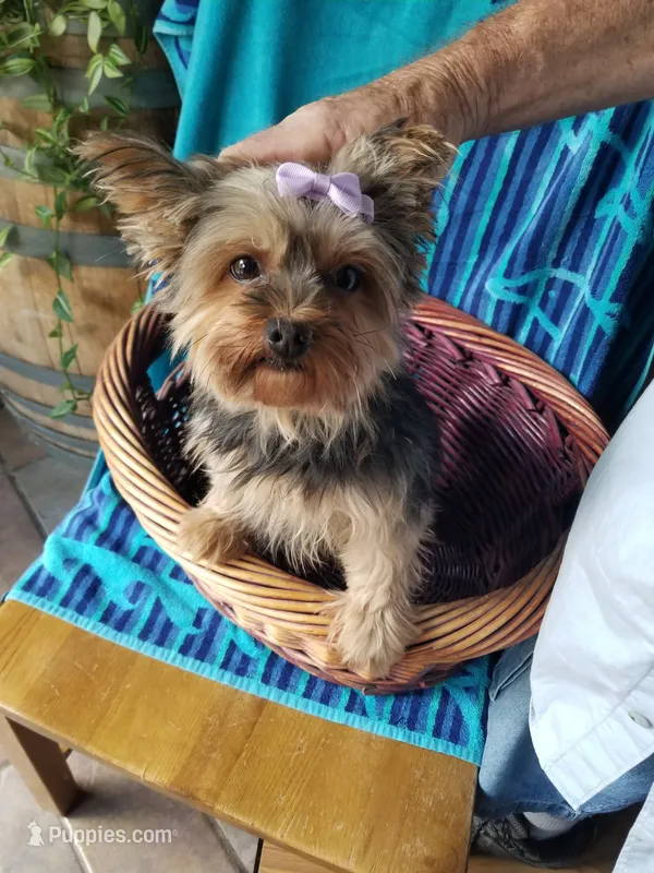 Hannah – Yorkshire Terrier puppy for sale in Bolivar, MO