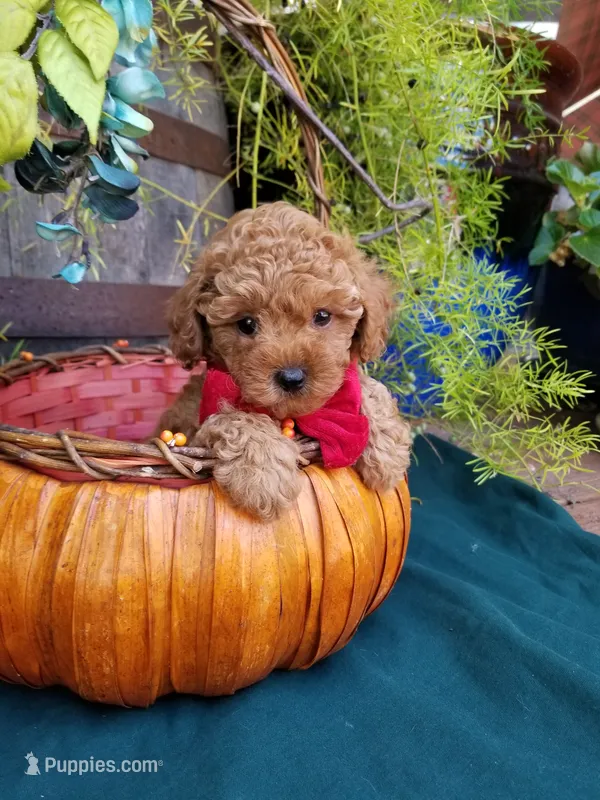 Romeo  – Poodle - Toy  puppy for sale in Bolivar, MO