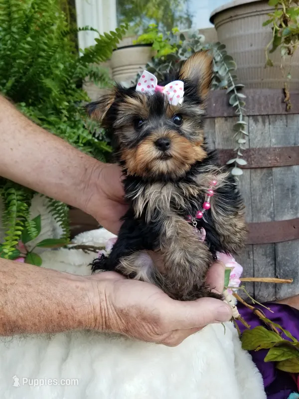Cricket  – Yorkshire Terrier puppy for sale in Bolivar, MO