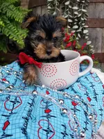 Abou, a male Yorkshire Terrier for sale in Bolivar, MO – 4 of 6
