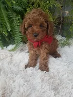 Hudson , a male Poodle - Toy  for sale in Bolivar, MO – 7 of 10