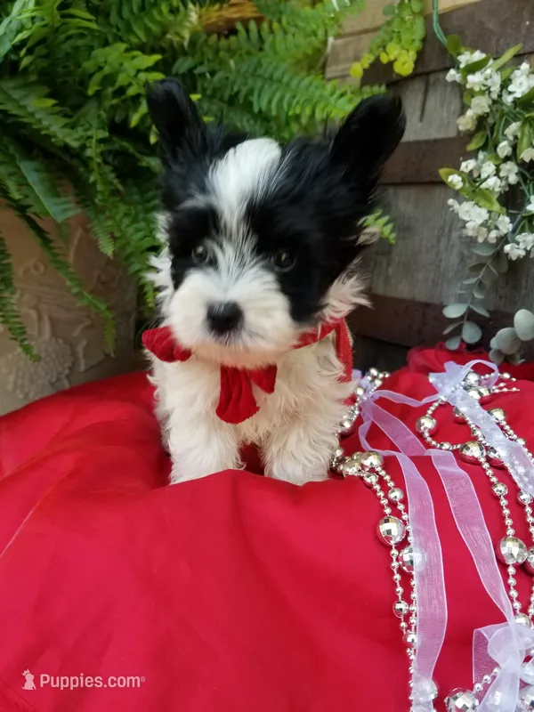 Rocky – Morkie puppy for sale in Bolivar, MO