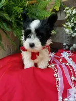 Rocky, a male Morkie for sale in Bolivar, MO – 6 of 10