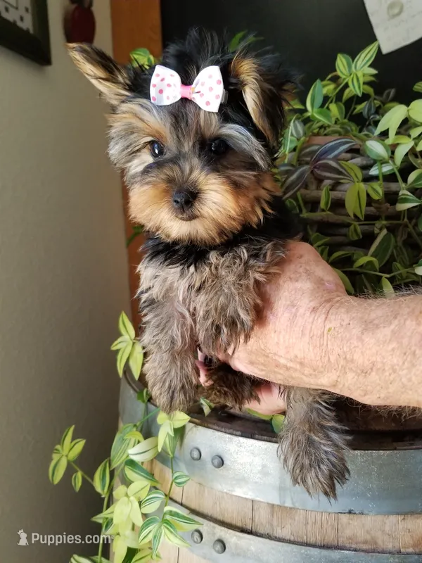 Cricket  – Yorkshire Terrier puppy for sale in Bolivar, MO