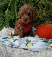Parker, a male Poodle - Toy  for sale in Bolivar, MO – 2 of 10