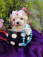 Tuesday , a female Maltipoo for sale in Bolivar, MO – Photo 2 of 6