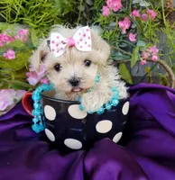 Tuesday , a female Maltipoo for sale in Bolivar, MO – Photo 4 of 6