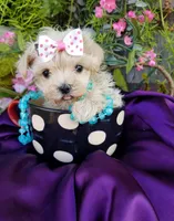 Tuesday , a female Maltipoo for sale in Bolivar, MO – Photo 5 of 6