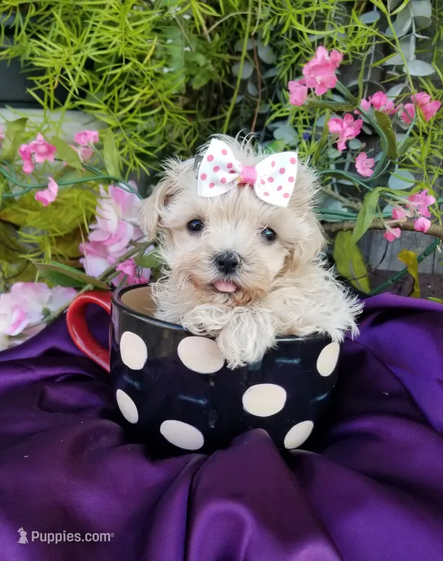 Tuesday  – Maltipoo puppy for sale in Bolivar, MO