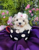 Tuesday , a female Maltipoo for sale in Bolivar, MO – Photo 1 of 6