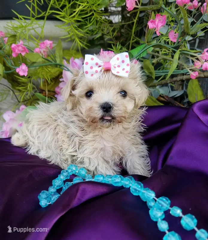 Tuesday  – Maltipoo puppy for sale in Bolivar, MO