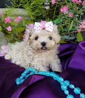 Tuesday , a female Maltipoo for sale in Bolivar, MO – Photo 6 of 6
