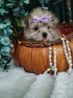 Catalina , a female Morkie for sale in Bolivar, MO – 10 of 10