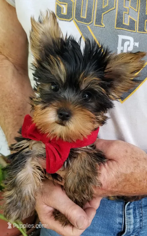 Mickey  – Yorkshire Terrier puppy for sale in Bolivar, MO