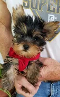 Mickey , a male Yorkshire Terrier for sale in Bolivar, MO – 1 of 10