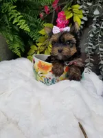 Libby, a female Yorkshire Terrier for sale in Bolivar, MO – 6 of 10