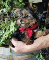 Charlie , a male Yorkshire Terrier for sale in Bolivar, MO – 1 of 6
