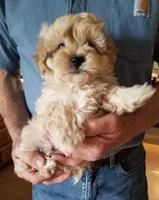Mason, a male Maltipoo for sale in Bolivar, MO – Photo 4 of 5