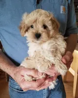 Mason, a male Maltipoo for sale in Bolivar, MO – Photo 5 of 5