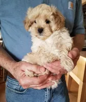 Mason, a male Maltipoo for sale in Bolivar, MO – Photo 2 of 5