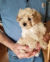 Mason, a male Maltipoo for sale in Bolivar, MO – Photo 1 of 5