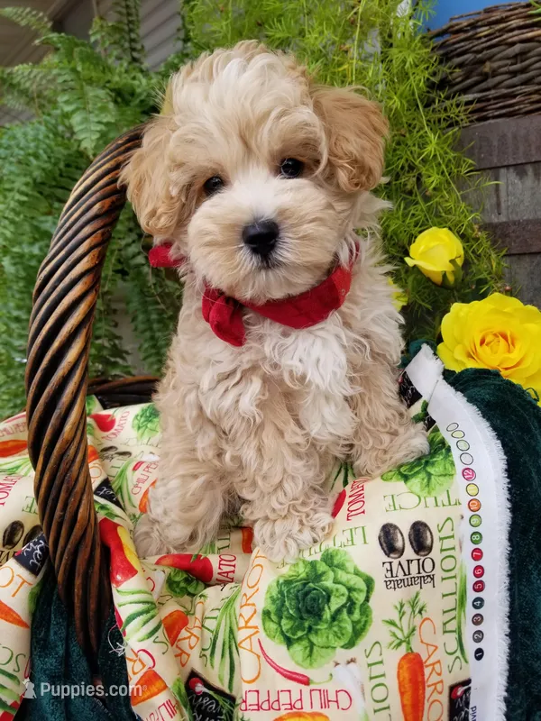Mason – Maltipoo puppy for sale in Bolivar, MO
