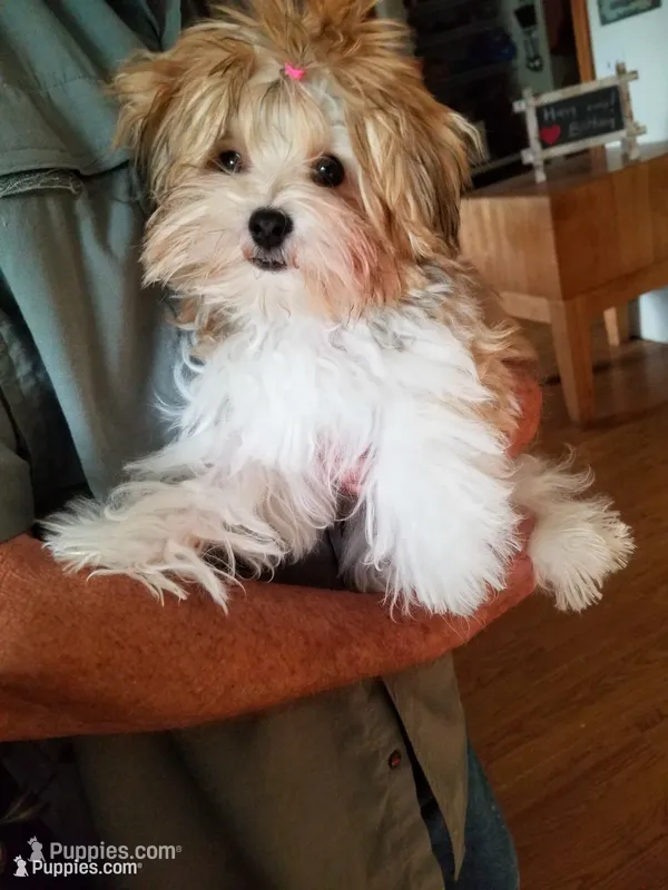 Happy  – Morkie puppy for sale in Bolivar, MO